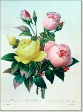 Розы (Rosa Lutea and Rosa Indica) - Редуте, Пьер-Жозеф