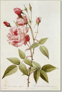 Роза (Rosa Indica Vulgaris) - Редуте, Пьер-Жозеф