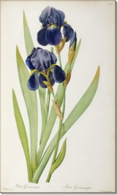 Ирис (Iris Germanica) - Редуте, Пьер-Жозеф