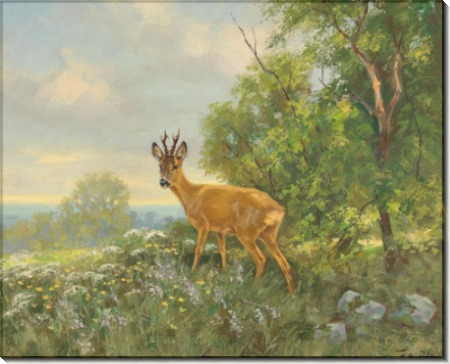 Молодой олень на лугу - Дихтль, Эрих