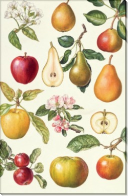 Яблоки и груши - Райс, Элизабет
