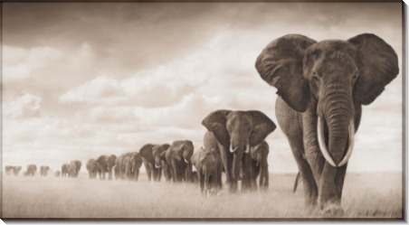 Слоны, идущие в траве - Брандт, Ник