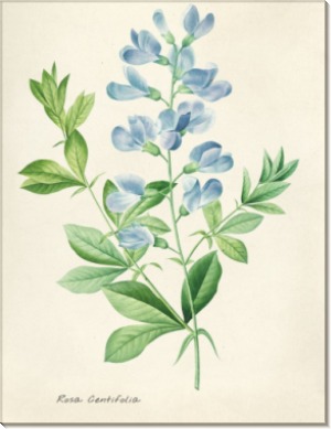 Rosa centifolia - Редуте, Пьер-Жозеф