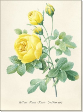 Желтая роза - Редуте, Пьер-Жозеф