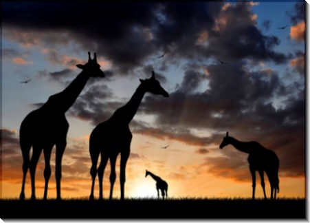 Жирафы Африки - Сток