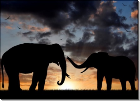 Слоны Африки - Сток