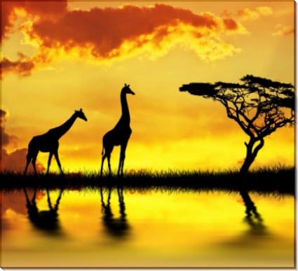 Жирафы на закате - Сток