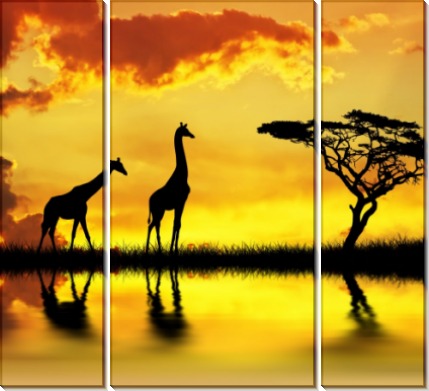 Жирафы на закате - Сток