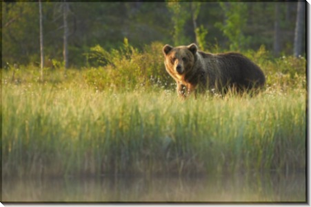 Бурый медведь - Сток