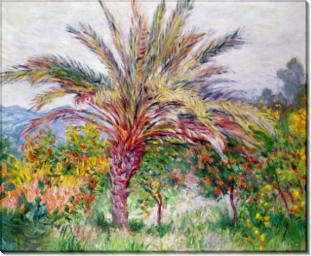 Картина «Пальма в Бордигере» - Моне, Клод