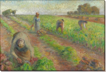 Сбор урожая свеклы - Писсарро, Камиль