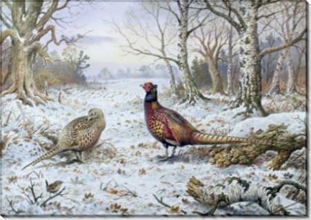 Пара фазанов - Доннер, Карл (20 век)