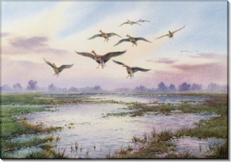 Белолобые гуси, спускающиеся на воду - Доннер, Карл (20 век)