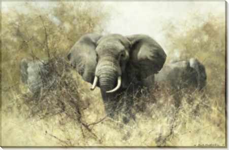 Слоны в терновых кустах - Шеперд, Девид (20 век)