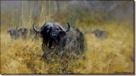 Азиатские буйволы в высокой траве - Шеперд, Девид (20 век)
