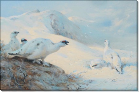 Тундряные куропатки на снегу - Торберн, Арчибальд