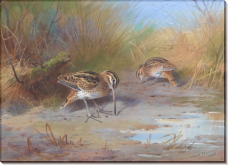 Пара бекасов - Торберн, Арчибальд
