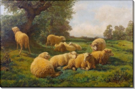 Овцы на лугу - Бонёр, Роза