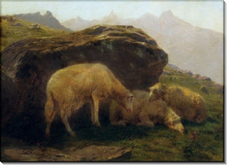 Овцы на склоне холма - Бонёр, Роза