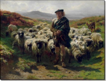 Горец пастух - Бонёр, Роза