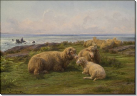 Овцы у моря - Бонёр, Роза