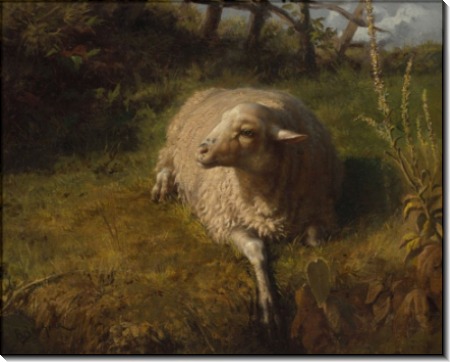 Лежащая овечка - Бонёр, Роза