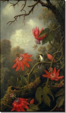 Страстоцвет и колибри - Хед, Мартин Джонсон