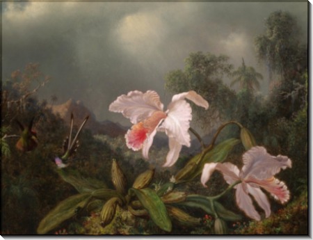 Картина Орхидея и колибри в джунглях - Хед, Мартин Джонсон