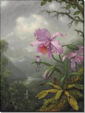 Картина Колибри, сидящая на орхидее - Хед, Мартин Джонсон