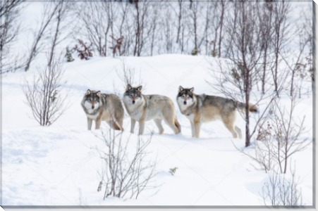 Три волка на снегу