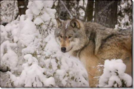 Волчица в снегу