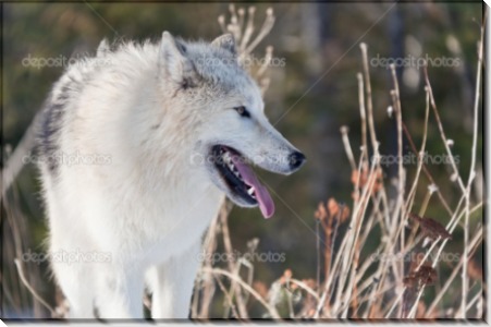 Молодой арктический волк