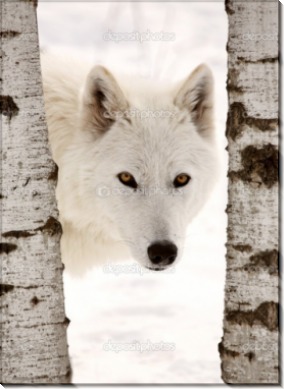 Белый волк меджу деревьев