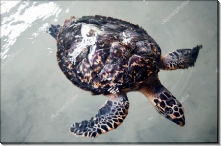Большая черепаха на Шри-Ланке