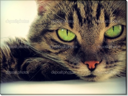Зеленоглазая кошка - Мазур, Ева