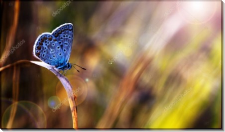 Голубая бабочка на закате