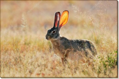 Заяц со светящимися ушами