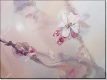 Белый цветок сакуры