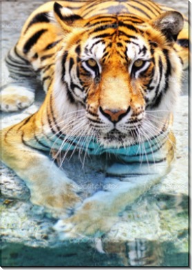 Бенгальский тигр. Отдых в воде