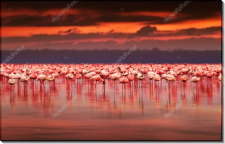 Фламинго на закате