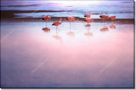 Фламинго в озере