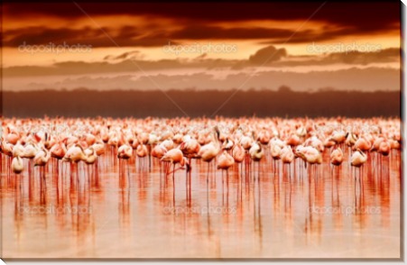 Африканские фламинго на закате