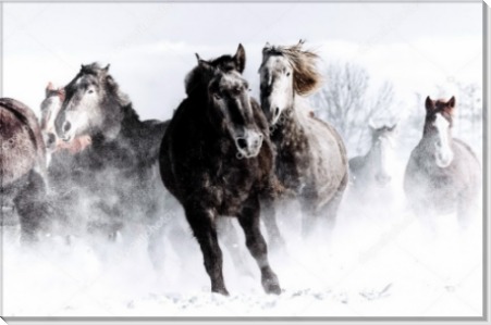 Бегущие лошади в снежной пыли