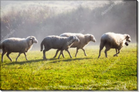 Белые овцы на лугу