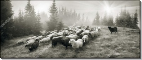 Отара овец в призрачном свете