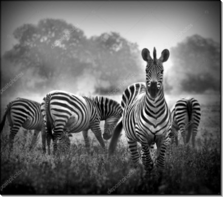 Зебры в тумане