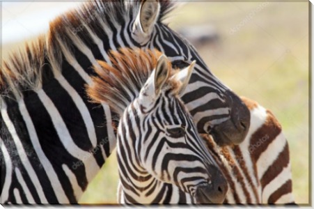 Зебра с малышом