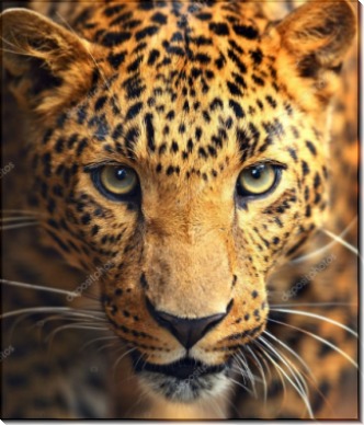 Глаза леопарда - Сток