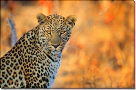 Африканский леопард - Сток