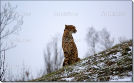Ягуар на заснеженной горе - Сток